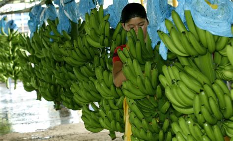 Packing How To Paking Bananas Banana Health Benefits How To Eat