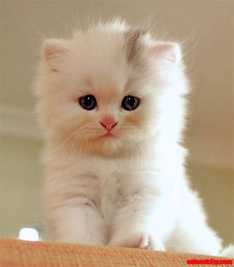 So Adorable Kitten Cute Cats Hq Pictures Of Cute Cats And Kittens