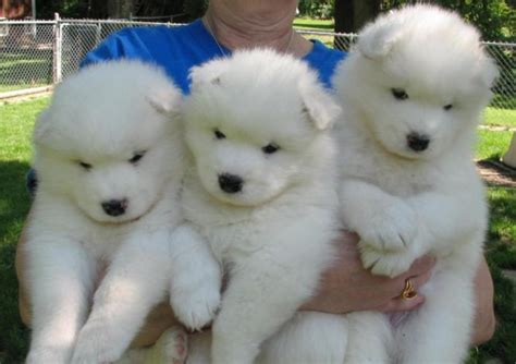The 10 Fluffiest Dog Breeds On The Planet Youll Want To Hug One Right