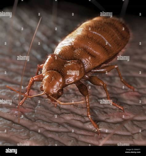 A Close Up View Of The Cimex Lectularius Or Bedbug Stock Photo Alamy