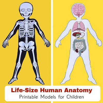 Provide the labels for the indicated parts on the diagrams of a longitudinal section and cross section of bone below. More Printable Anatomy Activities for Kids | Adventure in ...