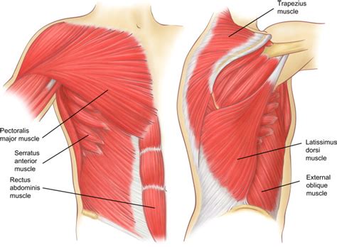 What Is Muscle Strain In Chest And What Are The Symptoms Bone Sprain