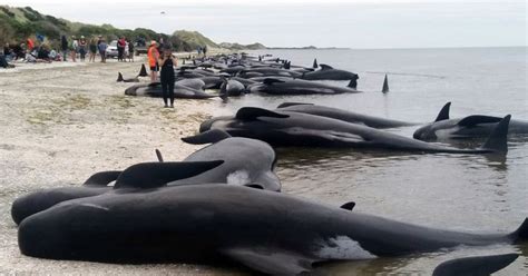 Hundreds Of Whales Are Dead Following A Horrific Mass Stranding In New Zealand