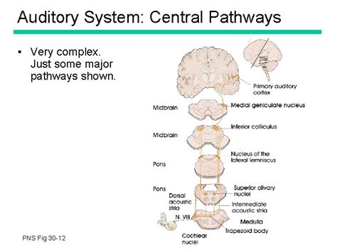 Auditory System Introduction Sound Physics Salient Features Of