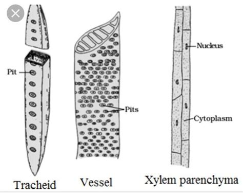 Muscles in your bladder wall contract to expel urine from your body. diagram of tracheids,vessel and xylem parenchyma - Brainly.in