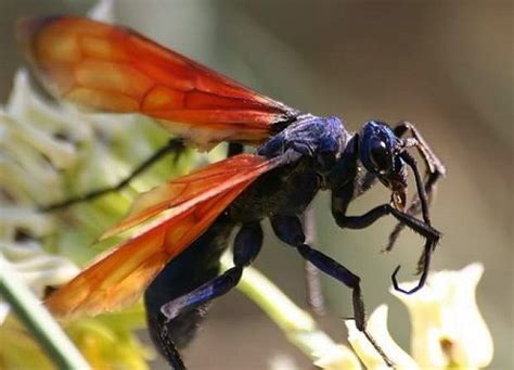 A Large Metallic Blue Orange Winged Wasp That Got Its 157267400