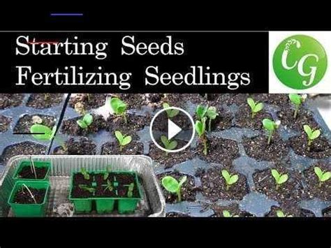 Excellent tomato seedlings are distinguished by a short thick stalk and a lower leaf leaf brush, which is located low relative to the soil. Starting seeds and fertilizing seedlings Starting seeds ...