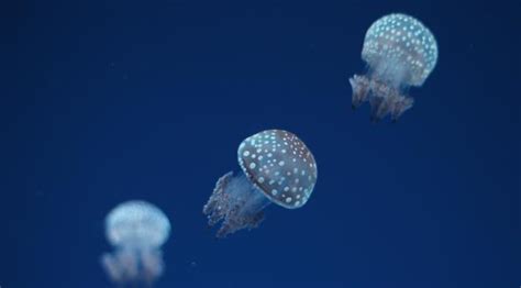 3840x2160 Resolution Jellyfish Underwater World Spots 4k Wallpaper