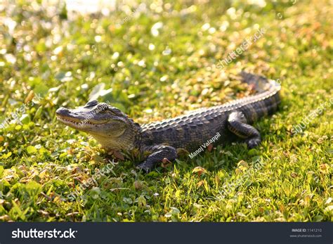 Baby Alligator Stock Photo 1141210 Shutterstock