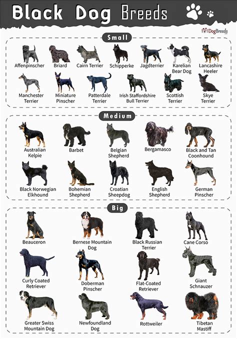 List Of Small Medium And Big Black Dog Breeds With Pictures
