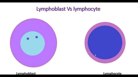 Microscopic Features Of Lymphocyte And Lymphoblastshortsyoutube Youtube