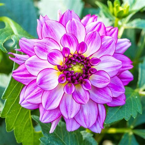 Dahlias Are Popular In Gardens Around The World And They Also Have An