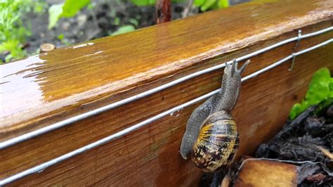 Instead, it produces an electric shock that conditions animals to avoid the fence. Snail Electric Fence - YouTube