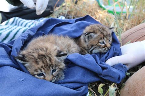 New Baby Bobcats May Be The Cutest Kittens On The Planet