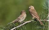 House Finch House