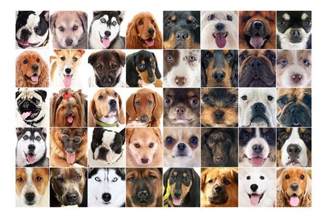 En El Mundo Hay Más De 340 Razas De Perros