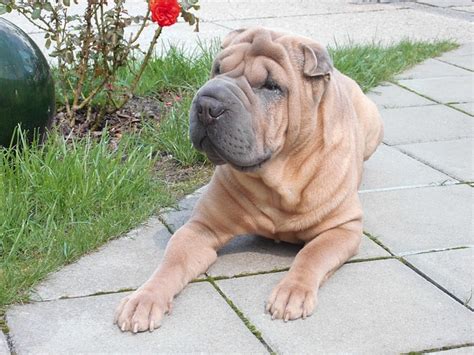 5 Dog Breeds With The Most Adorable Wrinkles