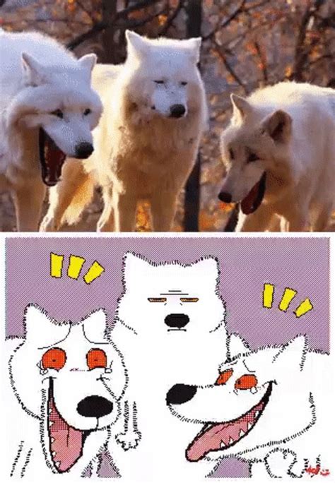Laughing Wolves By Kekeflipnote Laughing Wolves Cute Animal