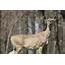 Chronic Wasting Disease Found In Deer North Of Chester  Montana