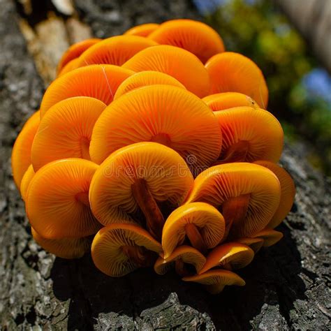 Hongos Macro Amarillos En Un árbol Champiñones De Color Naranja Los