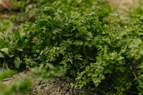 How To Harvest Parsley In The Garden Backyard Spruce