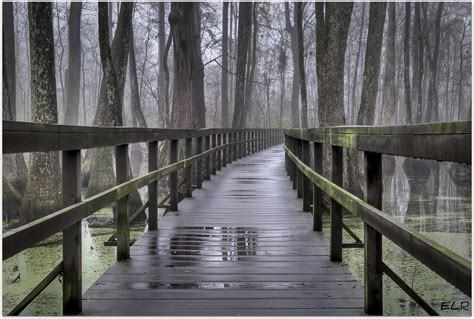 Cypress Swamp Bridge After The Rain Flickr