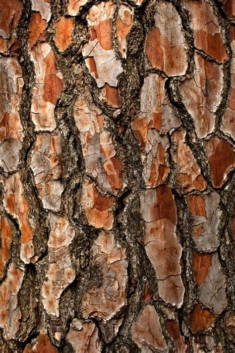 Texture Bark Of Pine Tree Closeup Stock Photo Colourbox