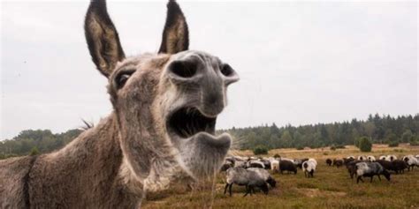 Can Donkeys Laugh 3 Common Reasons To Know Equine Desire