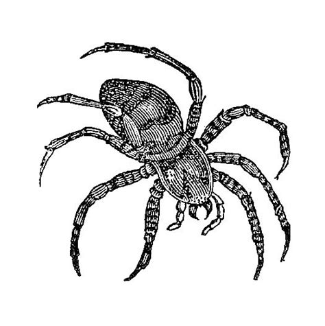 Antique Images Vintage Spider Graphic 2 Clip Art Of Garden Spiders