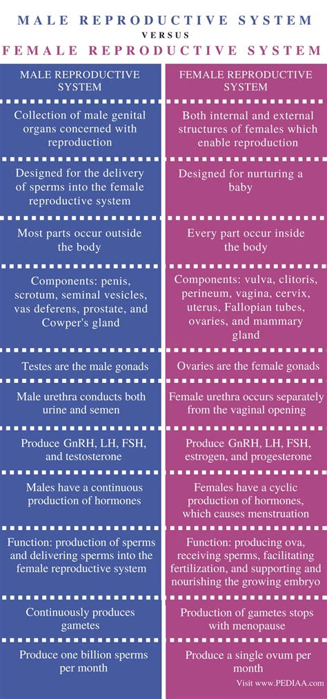 Difference Between Male And Female Reproductive System Pediaacom