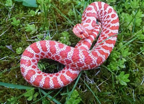 Click The Image To See More Red Albino Western Hognose Female