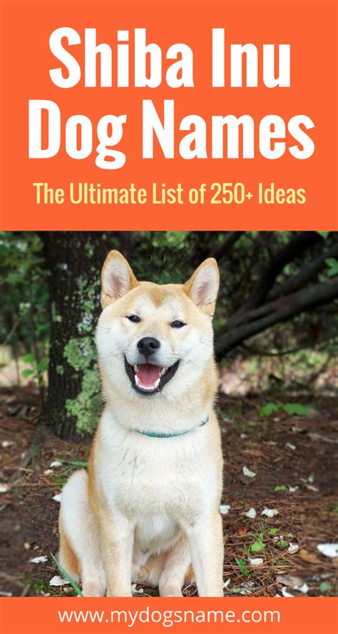 250 Shiba Inu Names The Ultimate List My Dogs Name Dog Names