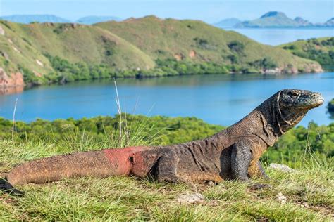 The Fierce And Fierce Attack Of The Komodo Dragon On The Timor Deer