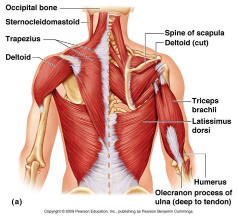 Anatomia M Sculos De Los Hombros Unidad Especializada En Ortopedia Y