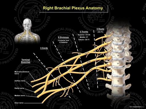 Right Brachial Plexus Anatomy