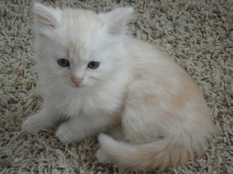 Check out this variety of hypoallergenic cat breeds including devon rex and siberian. Montana Hypoallergenic Cats | Exotic | Siberian Cat For ...