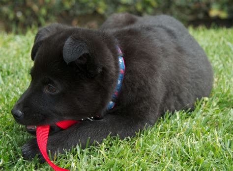 Creative commons / via flickr: SLASH | Border Collie/Labrador Retriever Mix (Puppy - Fema ...