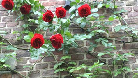 How To Care For Climbing Rose Bushes Garden Guides