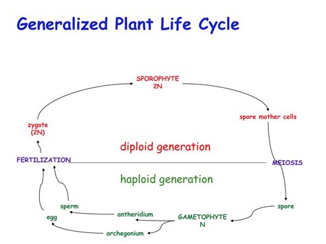 Ppt Plants And Life Cycles Powerpoint Presentation Free Download Id6580360