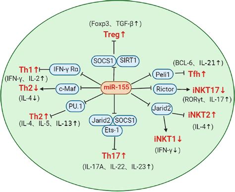 mir 155 regulates function of t cells mir 155 regulates th1 th2 download scientific diagram