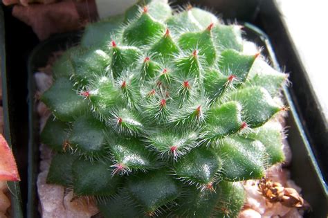 Oregon Cactus Blog Echeveria Setosa