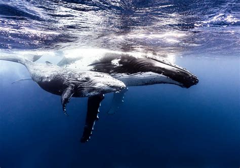 Along For The Ride Tonga Wildlife Photography Humpback Whale David Lloyd Photography