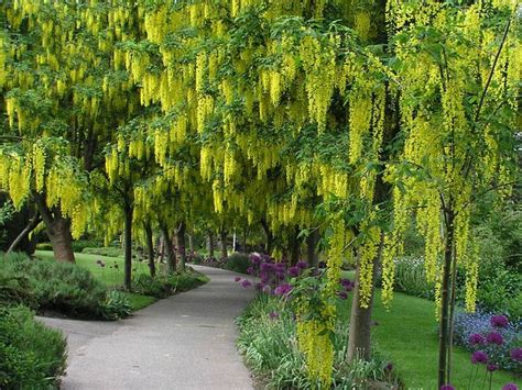 If you like the look of this shrub but need something smaller, try flowering almond (prunus glandulosa). ornamental trees. Golden Chain Tree (Laburnum Alpinum ...