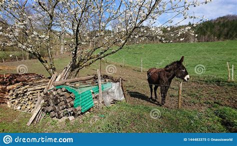 Donkey In A Field Stock Image Image Of Looming White