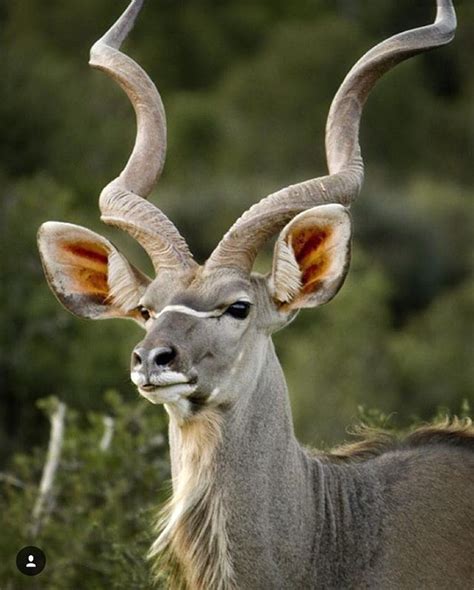 Exoticdirect is a specialist exotic pet insurance provider and our experience dates back to 1996. Addo National Park - South Africa | Photography by ...