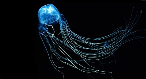 Australian Box Jellyfish Jellyfish Images Animal Wallpaper Jellyfish