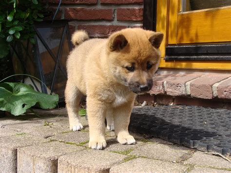 You can store coins on exchanges after purchase but we recommend using a dedicated wallet for security and long term storage. Shiba Inu Welpen in Wedel | Tiere | Kleinanzeigen