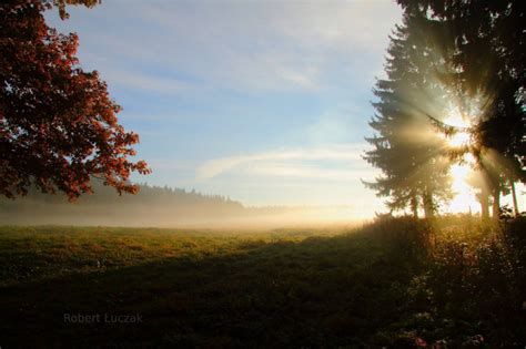 Nature The Sun Morning Trees Forest Rays Field