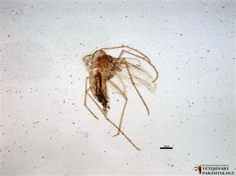 Phlebotomus Sp Flies Monster Hunter S Guide To Veterinary Parasitology