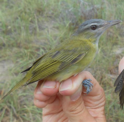 Central American Bird Makes Its South Carolina Debut Kiawah Says